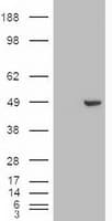 Monoclonal Mouse anti-Human GATA4 Antibody (clone OTI9F9, IHC, IF, WB)