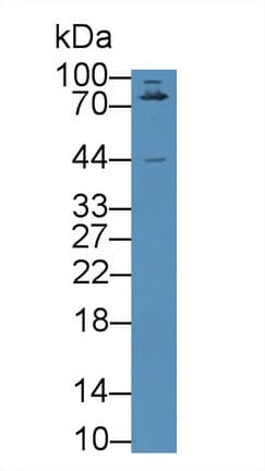 LRRC32 Antibody (aa400-643)