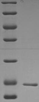 Bacillus subtilis nucB Protein (Recombinant)