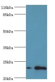 RAB30 Antibody (Biotin)