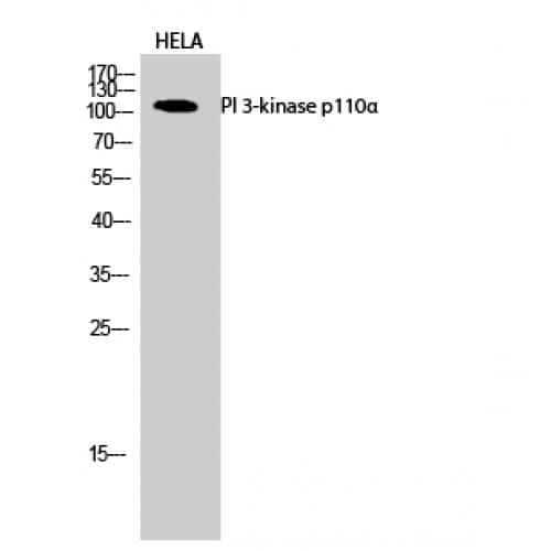 PIK3CA / PI3K Alpha Antibody (Internal)