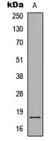SNCA / Alpha-Synuclein Antibody (C-Terminus)