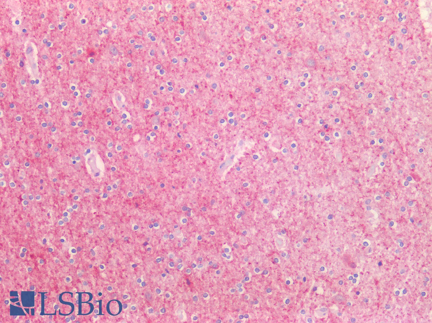 PathPlus™ OPRL1 / ORL1 Antibody (aa231-280)