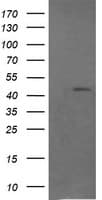 Monoclonal Mouse anti-Human RASSF8 Antibody (clone OTI1F12, IF, WB)