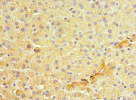 Polyclonal Rabbit anti-Human MANF / ARMET Antibody (aa25-182, IHC)