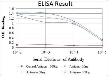 IHC-plus™ AML1 / RUNX1 Antibody (clone 2B5)