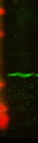 CENPA / CENP-A Antibody (clone 5A7-2E11, AP)
