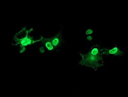 LENG1 Antibody (clone OTI1C6)