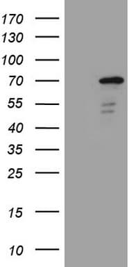 ZNF449 Antibody (clone OTI4C6, Carrier-free)