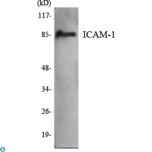 ICAM-1 / CD54 Antibody