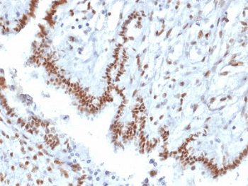TLE1 / TLE 1 Antibody (clone TLE1/2085, Azide-free, BSA-free)