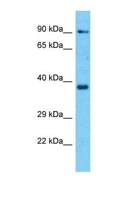 OR8H3 Antibody (C-Terminus)