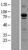 CAPRIN1 Protein (Over-Expression Lysate Myc-DDK (Flag))