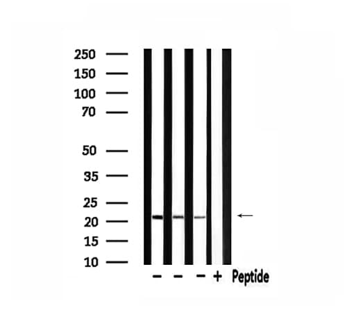 MRPL11 Antibody