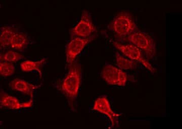 Polyclonal Rabbit anti-Human OR4N4 Antibody (IF, WB)
