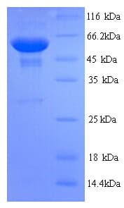 Mouse SMOX / PAO Protein (Recombinant His)