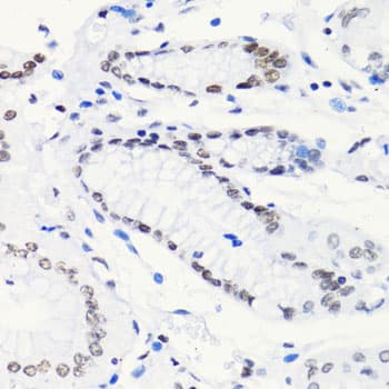 HIST2H4A Antibody