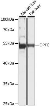 Polyclonal Rabbit anti-Human OPTC / Opticin Antibody (WB)