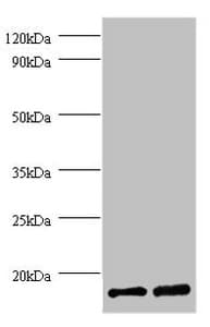 FKBP1A / FKBP12 Antibody