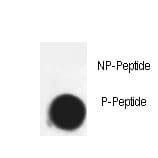 CDK7 Antibody (phospho-Thr170)