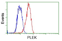 PLEK / Pleckstrin Antibody (clone OTI2D11)