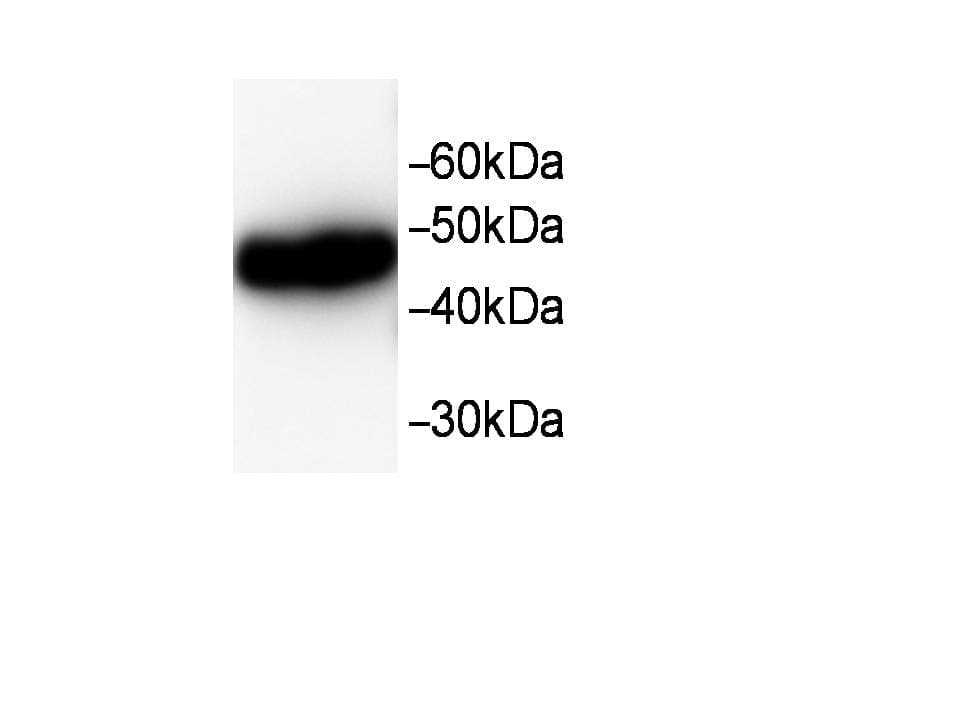 Monoclonal Mouse anti-Human CLIC1 / NCC27 Antibody (WB)