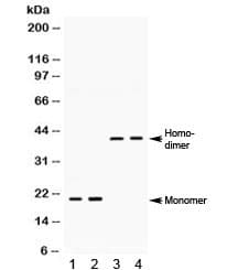 BMP2 Antibody