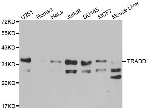 TRADD Antibody
