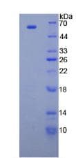 Human ERG-1 / CUZD1 Protein (Recombinant His-GST)