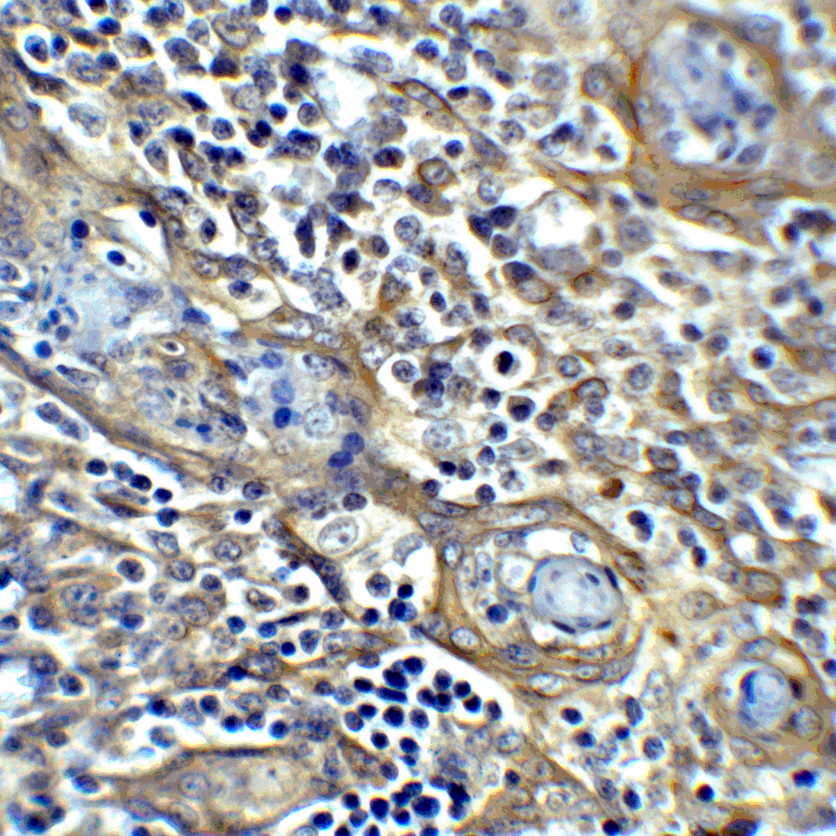 CTLA4 / CD152 Antibody (clone 8A1)
