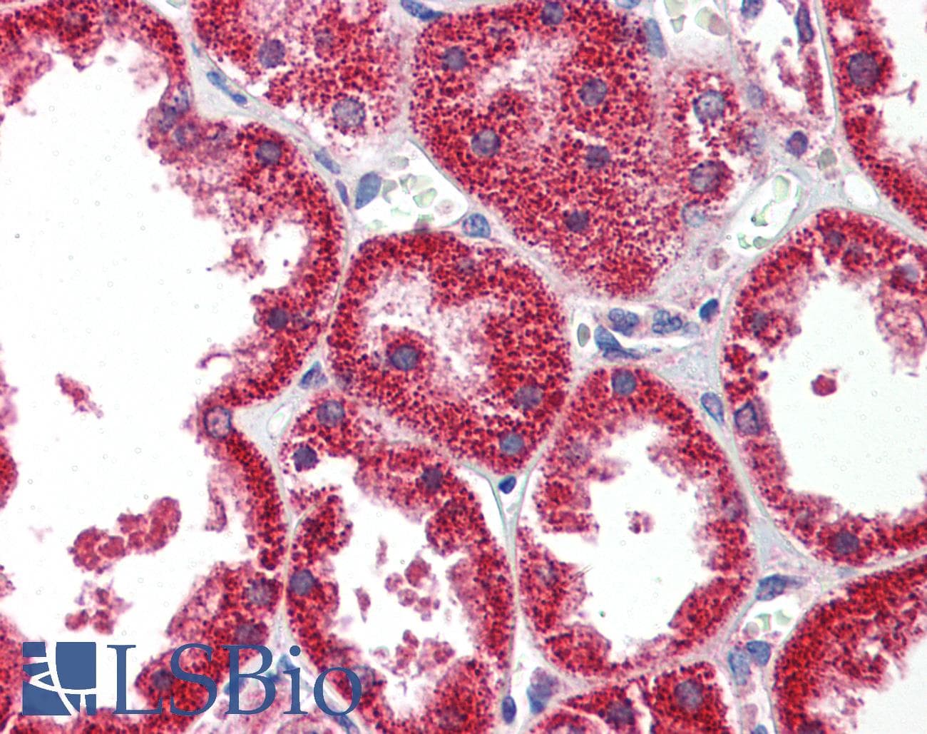 HINT / HINT1 Antibody (aa38-87)