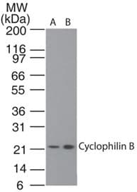 PPIB / Cyclophilin B Antibody (aa100-200)