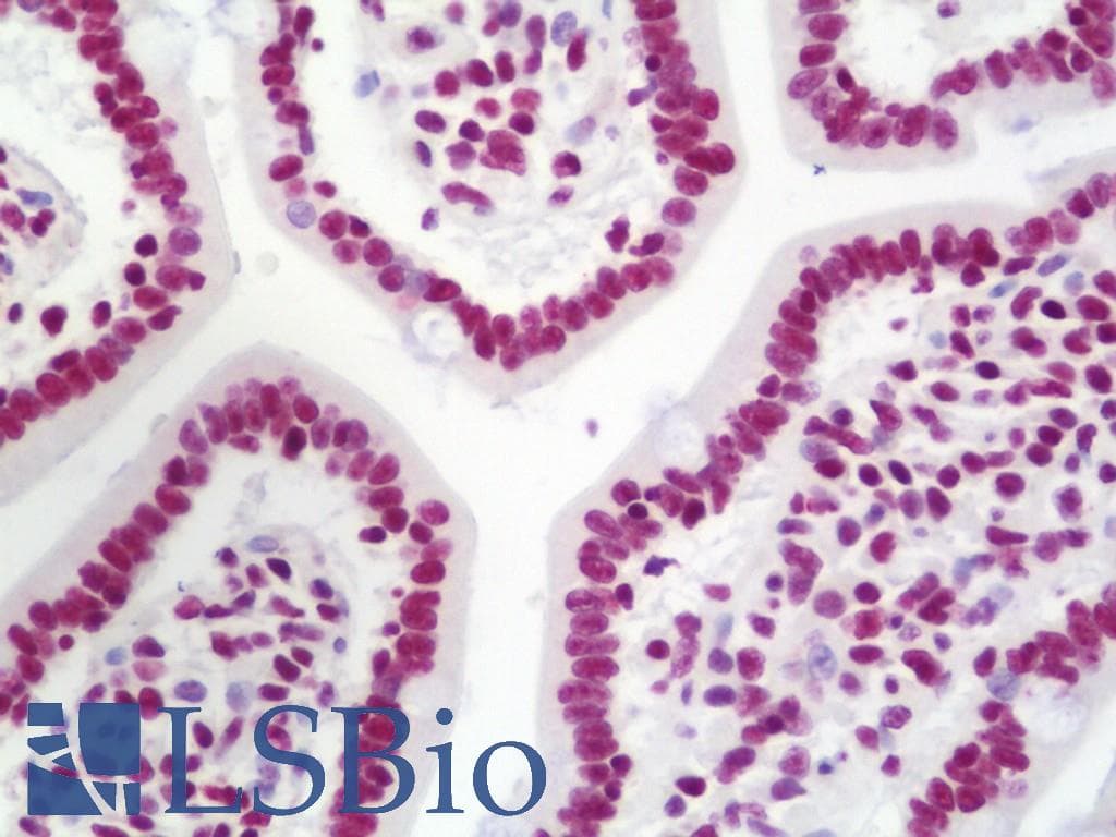 IHC-plus™ NCL / Nucleolin Antibody (aa550-C-term)