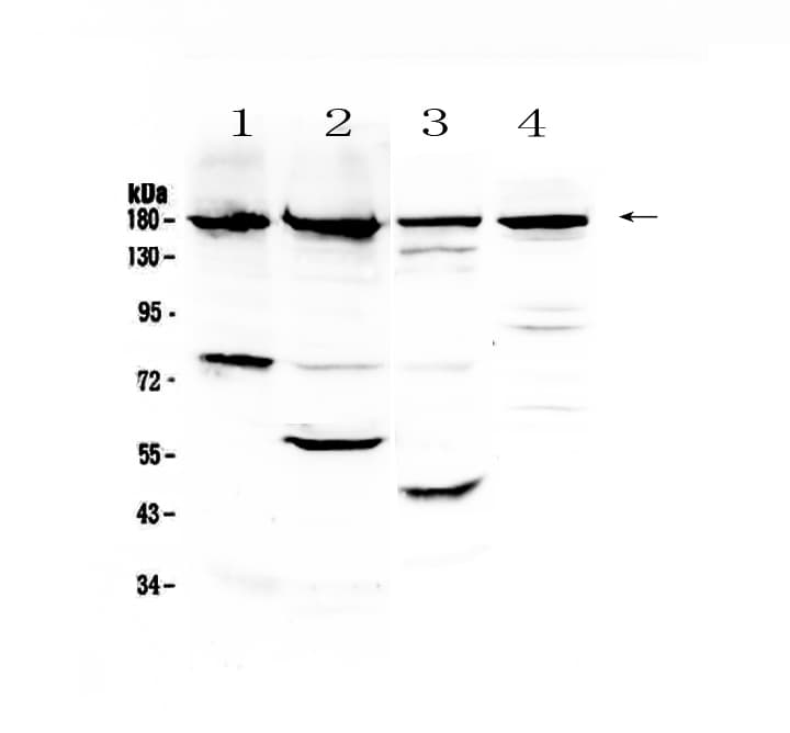 ERBB4 / HER4 Antibody