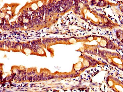 Peptide YY / PYY Antibody
