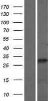 Human SETBP1 / SEB Protein (Over-Expression Lysate Myc-DDK (Flag))