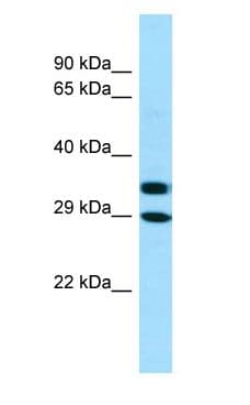 AKR1A1 Antibody (C-Terminus)