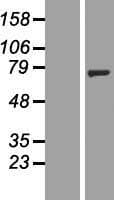 NT5C1B Protein (Over-Expression Lysate Myc-DDK (Flag))
