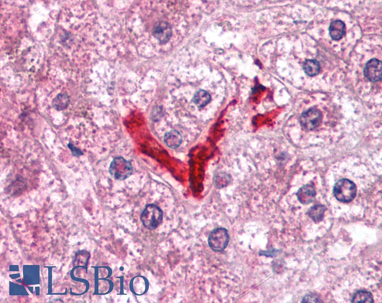 DOK2 Antibody (C-Terminus)