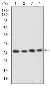 CDK5 Antibody (clone 4E4)