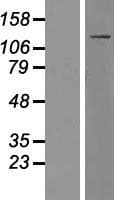 MYO1F Protein (Over-Expression Lysate Myc-DDK (Flag))