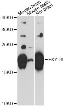 Polyclonal Rabbit anti-Human FXYD6 Antibody (WB)