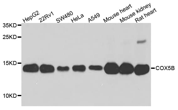 COX5B Antibody