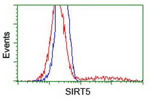 SIRT5 / Sirtuin 5 Antibody (clone OTI2C4)