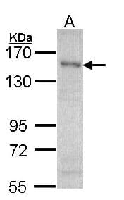 SAFB1 / SAFB Antibody (aa476-695)