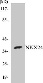 NKX2-4 Antibody (aa31-80)