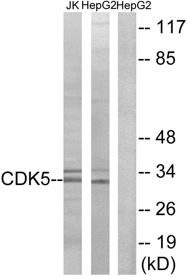 CDK5 Antibody (p15)