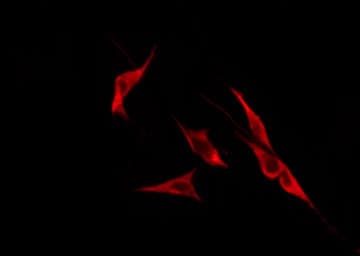 Polyclonal Rabbit anti-Human OR51H1 Antibody (IF, WB)