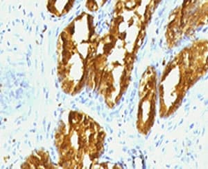 Monoclonal Mouse anti-Human PSAP / Prosaposin Antibody (clone PSPN1-1, IHC, IF)