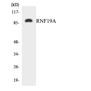 RNF19A / DORFIN Antibody (aa36-85)